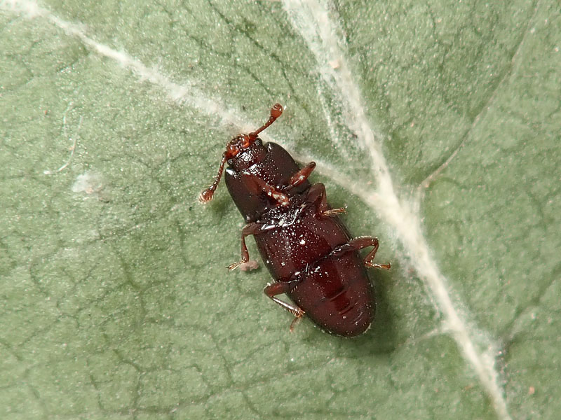 Cerylonidae: cfr. Cerylon sp.